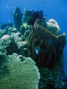 Diving around Togian islands, Kadidiri, Two Canyons dive site. Sulawesi, Indonesia.