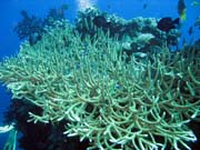 Diving around Togian islands, Kadidiri, Two Canyons dive site. Sulawesi, Indonesia.