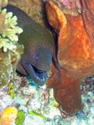 Giant moray eel (Gymnothorax javanicus). Diving around Togian islands, Kadidiri, Two Canyons dive site. Sulawesi, Indonesia.
