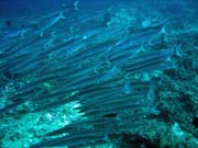 Barracudas. Diving around Togian islands, Kadidiri, Batu Gila dive site. Sulawesi, Indonesia.