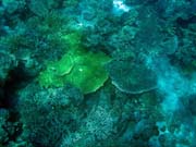 Diving around Togian islands, Kadidiri, Batu Gila dive site. Sulawesi, Indonesia.