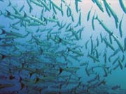 Barracudas. Diving around Togian islands, Una Una, Apollo dive site. Sulawesi, Indonesia.