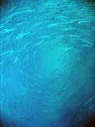 Barracudas. Diving around Togian islands, Una Una, Apollo dive site. Sulawesi, Indonesia.