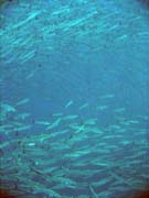 Barracudas. Diving around Togian islands, Una Una, Apollo dive site. Sulawesi, Indonesia.