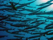 Barracudas. Diving around Togian islands, Una Una, Apollo dive site. Sulawesi, Indonesia.