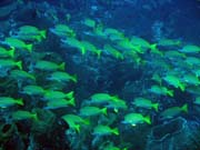 Diving around Togian islands, Una Una, Apollo dive ssite.pot. Sulawesi, Indonesia.