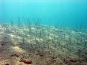 Garden eel. Diving around Togian islands, Una Una, Apollo dive site. Sulawesi, Indonesia.