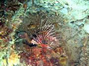 Lionfish. Diving around Togian islands, Una Una, Apollo dive site. Sulawesi, Indonesia.