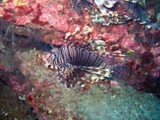 Lionfish. Diving around Togian islands, Una Una, Apollo dive site. Sulawesi, Indonesia.