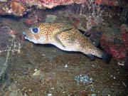 Spotted porcupinefish. Diving around Togian islands, Una Una, Apollo dive site. Sulawesi, Indonesia.
