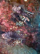 Lionfish. Diving around Togian islands, Una Una, Apollo dive site. Sulawesi, Indonesia.
