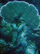 Diving around Togian islands, Una Una, Fishermania/Pinacle dive site. Sulawesi, Indonesia.