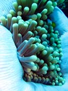 Anemone Cleaning Shrimp. Diving around Togian islands, Una Una, Fishermania/Pinnacle dive site. Sulawesi, Indonesia.