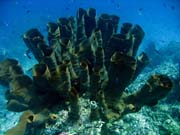 Diving around Togian islands, Una Una, Fishermania/Pinnacle dive site. Sulawesi, Indonesia.