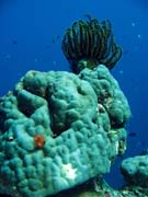 Diving around Togian islands, Una Una, Fishermania/Pinnacle dive site. Sulawesi, Indonesia.