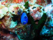 Diving around Togian islands, Kadidiri, Dominic Rock dive site. Sulawesi, Indonesia.
