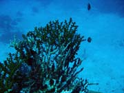 Diving around Togian islands, Kadidiri, Dominic Rock dive site. Sulawesi, Indonesia.