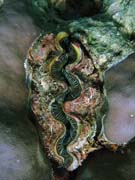 Giant Clam, Diving around Togian islands, Kadidiri, Dominic Rock dive site. Sulawesi, Indonesia.