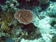 Diving around Togian islands, Kadidiri, Dominic Rock dive site. Sulawesi, Indonesia.