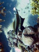 Bannerfish. Diving around Togian islands, Kadidiri, Dominic Rock dive site. Sulawesi, Indonesia.