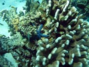 Diving around Togian islands, Kadidiri, Dominic Rock dive site. Sulawesi, Indonesia.