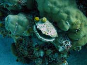 Diving around Togian islands, Kadidiri, Taipai island dive site. Sulawesi, Indonesia.