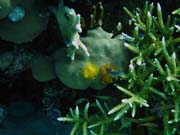 Diving around Togian islands, Kadidiri, Taipai island dive site. Sulawesi, Indonesia.