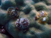 Diving around Togian islands, Kadidiri, Taipai island dive site. Sulawesi, Indonesia.