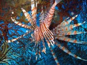 Lionfish. Diving around Biak islands, Catalina wreck dive site. Papua, Indonesia.