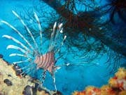 Lionfish. Diving around Biak islands, Catalina wreck dive site. Papua, Indonesia.