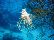 Lionfish. Diving around Biak islands, Catalina wreck dive site. Papua, Indonesia.