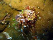 Diving around Biak islands, Owi island dive site. Papua, Indonesia.