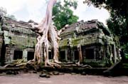 Ta Prohm - temple in jungle. Angkor Wat area. Cambodia.