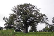Nice huge tree. Boukoumb� area. Benin.