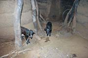 Ground floor of tata somba house - warehouse and place for animals. Boukoumb� area. Benin.