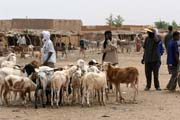 Cattle market at Agadez town. Niger.