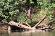 Lobe River. Cameroon.