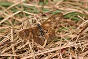 Butterfly, Korup National Park. Cameroon.