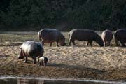 Hippos at B�nou� National Park (Parc National de la B�nou�). Cameroon.