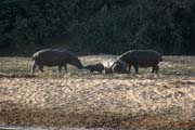 Hippos at B�nou� National Park (Parc National de la B�nou�). Cameroon.