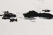 Hippos at B�nou� National Park (Parc National de la B�nou�). Cameroon.