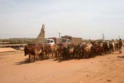 Cattle at N'Gaound�r� town street. Train station is at the back of the photo. Cameroon.