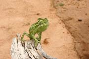Even at Sahara desert there is a life - small chameleon. Niger.