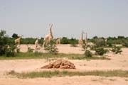 Last wild giraffes at West Africa - Kourou reservation. Niger.