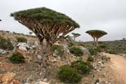 Endemic tree Dragon's blood (Dracaena cinnabari) at Dixam Plateau. Socotra (Suqutra) island. Yemen.