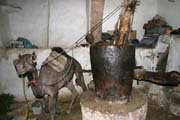 Using camel for pressing oil from sesame seeds. Old quarter of Sana capitol. Yemen.