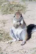 Cape ground squirrel, Kalahari Gemsbok National Park. South Africa.