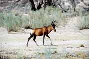 Red hartebeest, Kalahari Gemsbok National Park. South Africa.