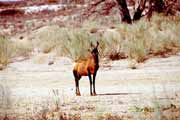 Red hartebeest, Kalahari Gemsbok National Park. South Africa.