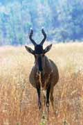 Red hartebeest, Pilansberg National Park. South Africa.